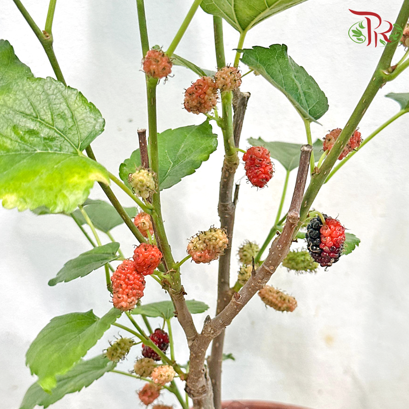 Mulberry P170《桑果》