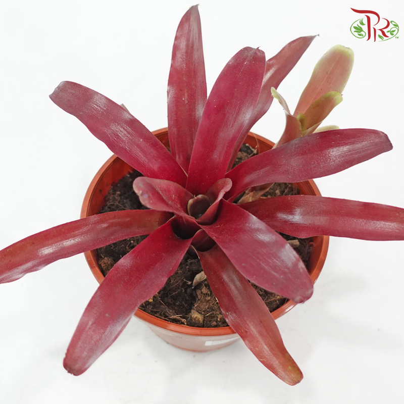 Neoregelia Bromeliad P150《五彩风梨》(With Colour Options)