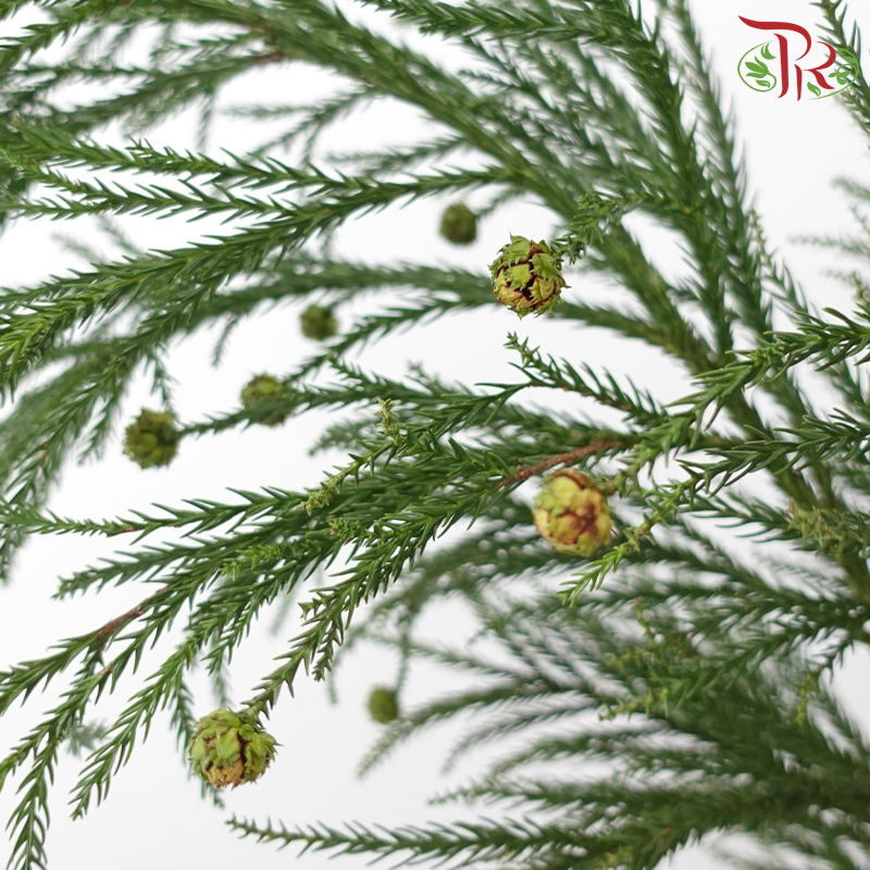 New Asparagus Fern With Flower / Berry