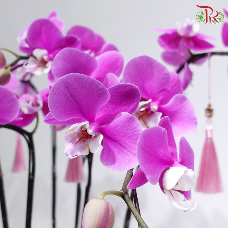 【CNY 2026】Violet Glory Orchids《紫耀兰品》