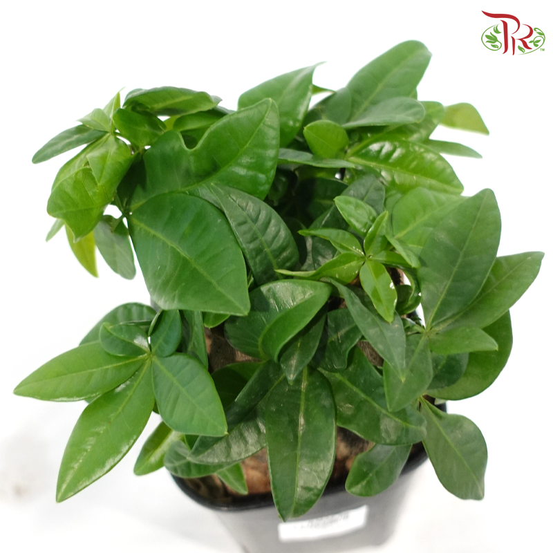 Pachira 5 Stems《发财树》(Square Pot)