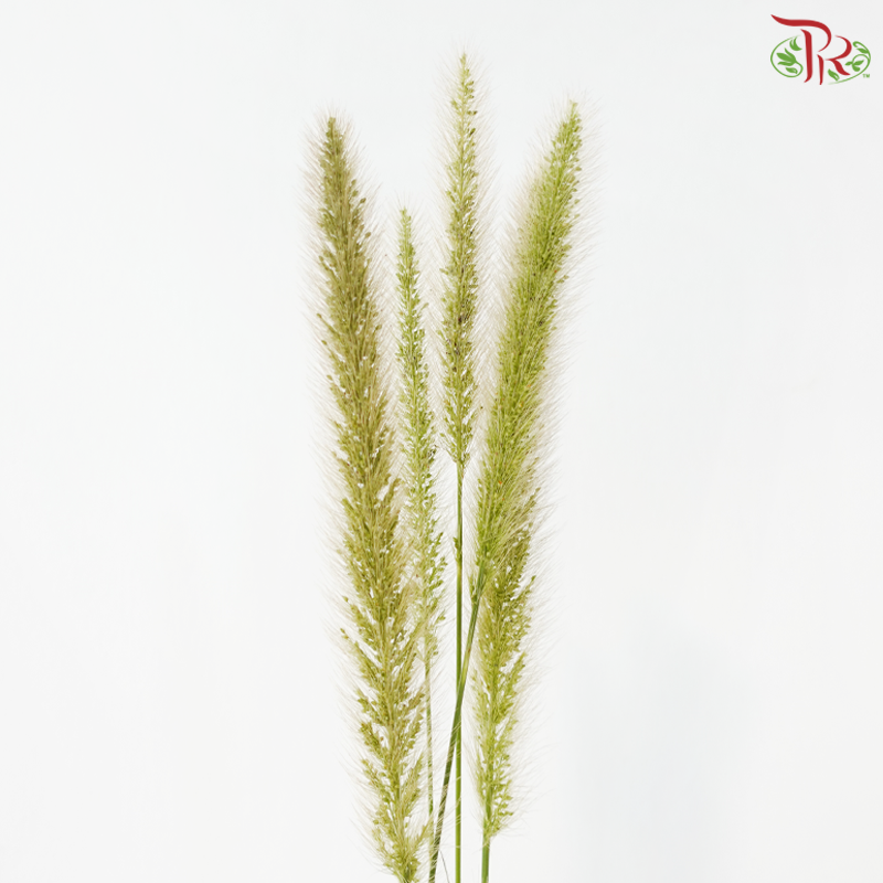 Pennisetum - Green (5 Stems)