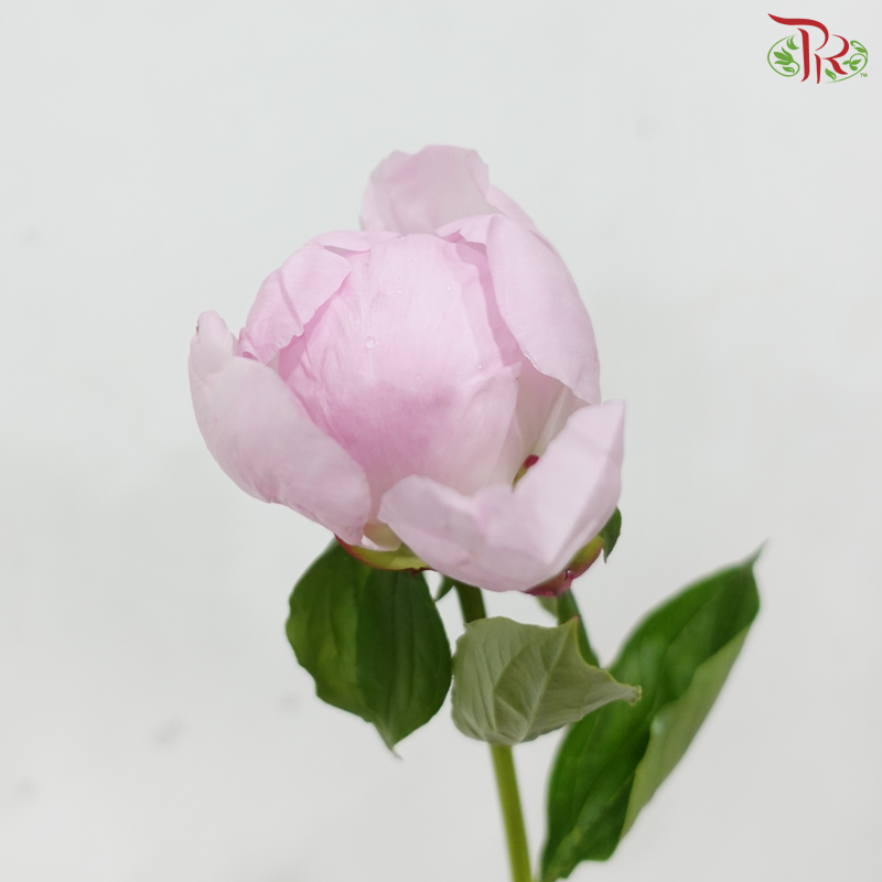 Peony - Angle Cheek - 2 Stems ***(Small / Medium Head) FRAGILE