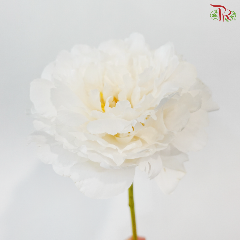 Peony -Bridal Shower ***FRAGILE (2 Stems)***(Small / Medium Head)