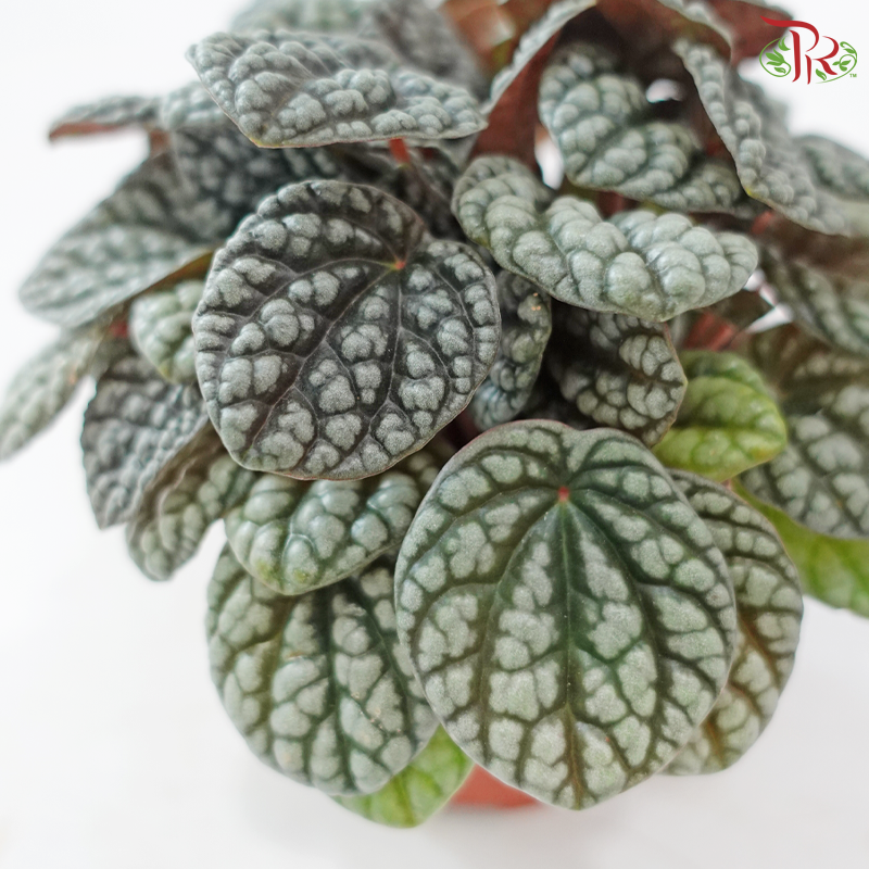 Pep Carp Burbella 110 - 25cm《泡泡椒草》