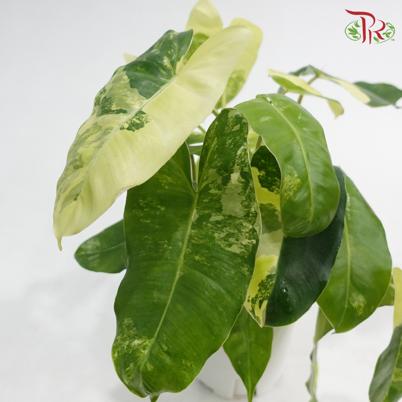 Philo Burle Marx Var P150《斑锦伯利马克蔓绿绒》