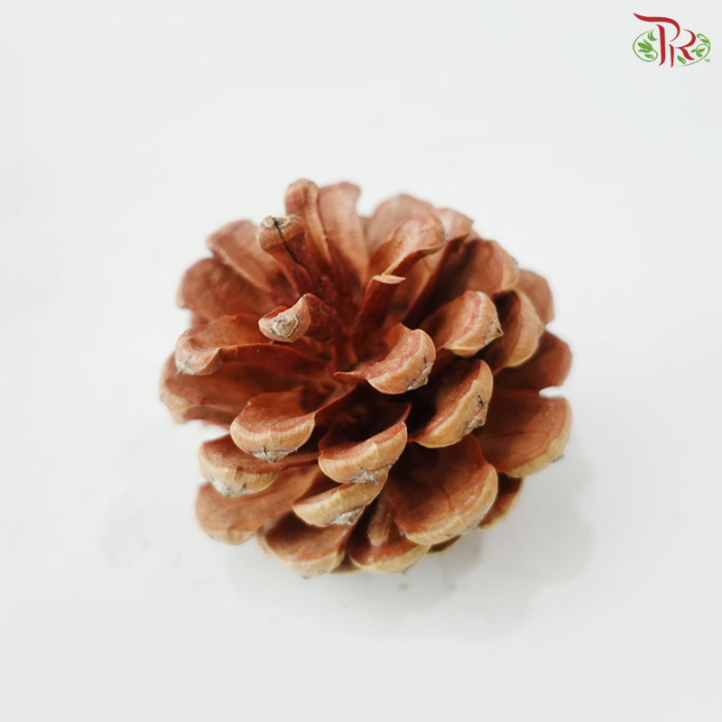 Pine Cones (Per Pack)