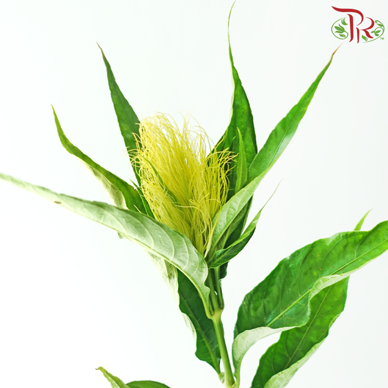 Platinum Feather Flower (Per Bunch)