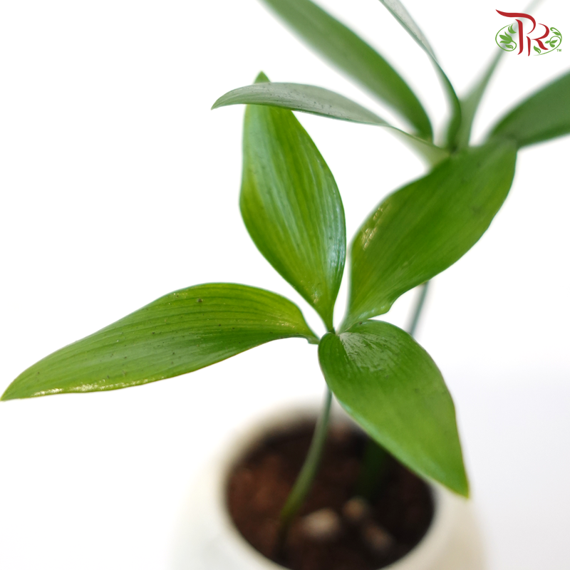 【CNY 2026】Podocarpus Nagi《青柏纳福》