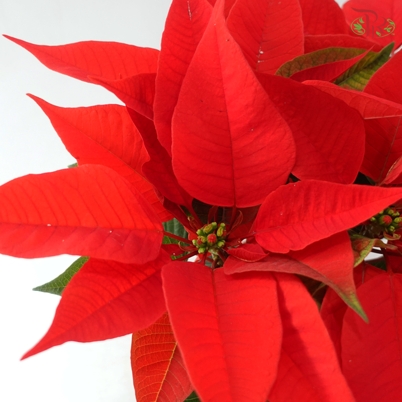 Poinsettia - Christmas Red《圣诞红》
