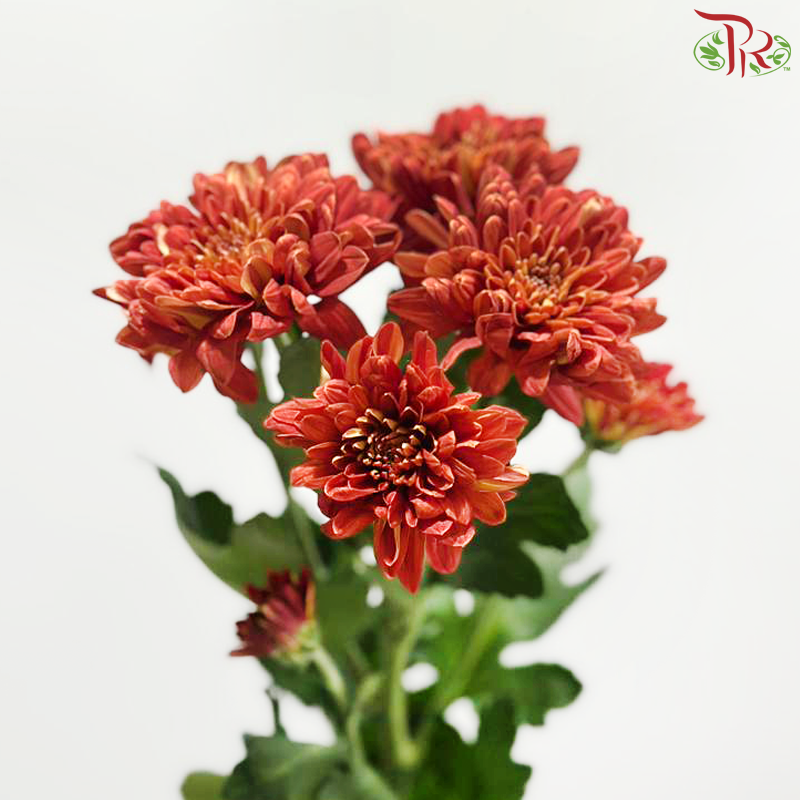 Chrysanthemum Pompom - Baltica Carmine Red (12 Stems)