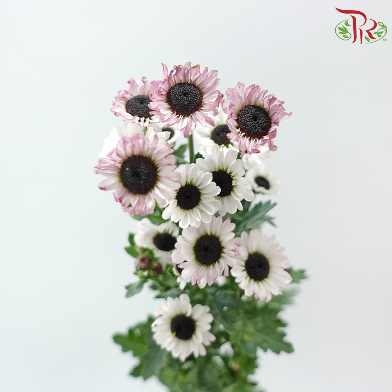 Chrysanthemum Pompom - Santini White With Little Pink (12 Stems)