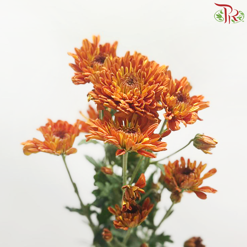 Chrysanthemum Pompom - Baltica Orange Brown (12 Stems)