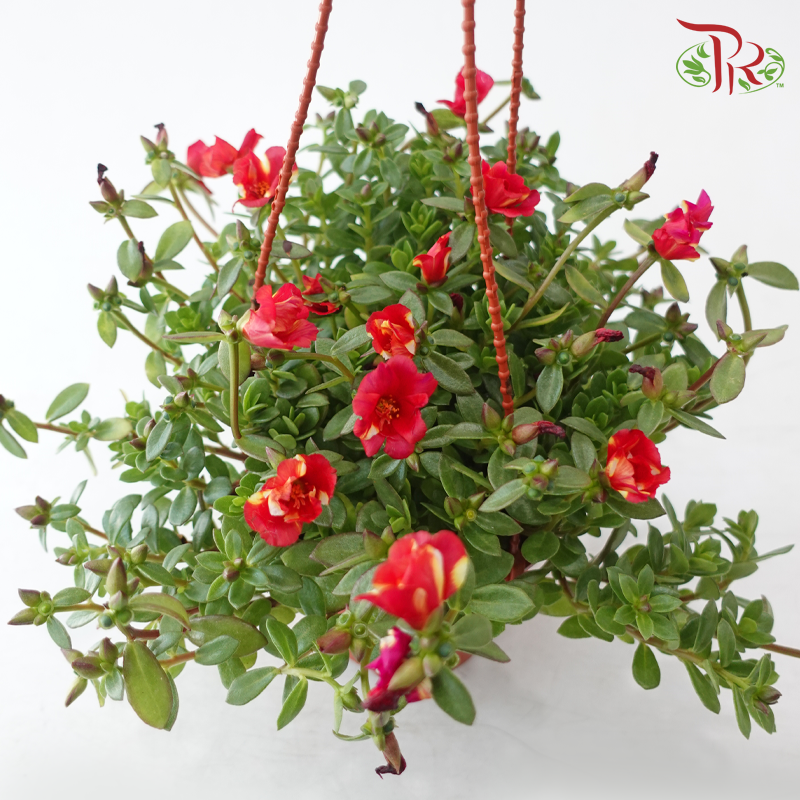 Portulaca Japanese Rose 150P《龙须牡丹》