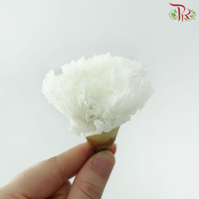 8 Blooms Preserved Carnation - White