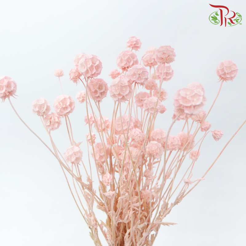 Preservative Scabiosa - Pink (Per Bunch)