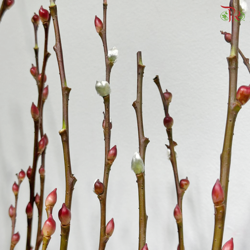 Pussy Willow Plant《银柳》