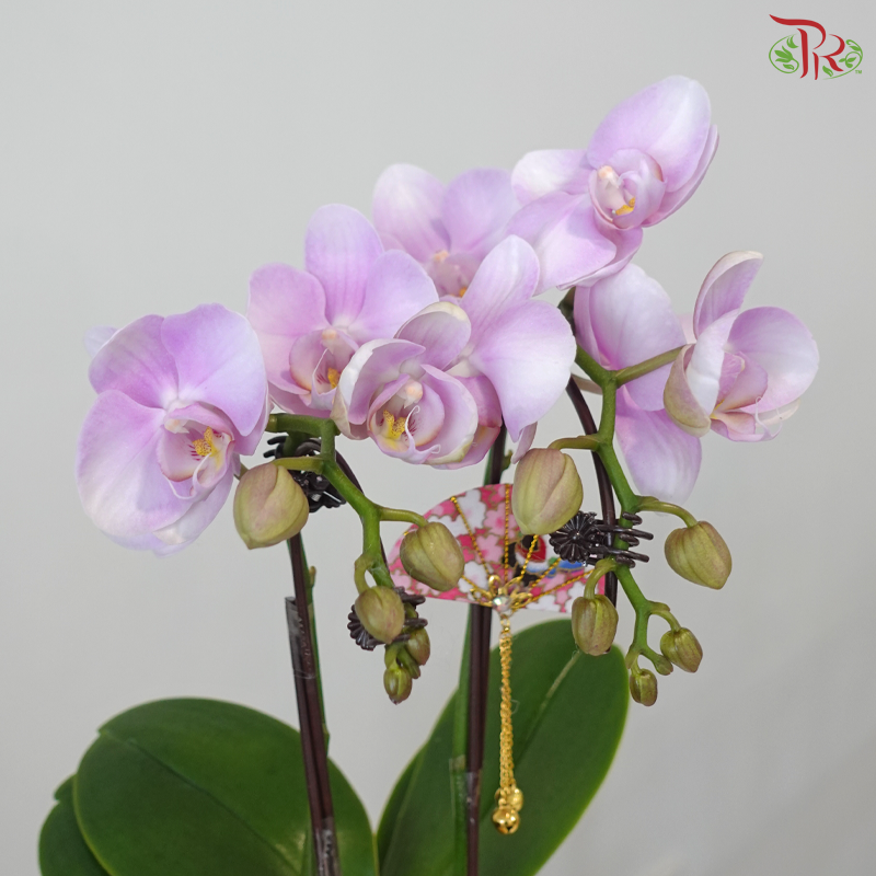 【GIft Series】Mini Orchid WIth Mini Fan (Phalaenopsis Plant) (Random Choose Orchid Colour)