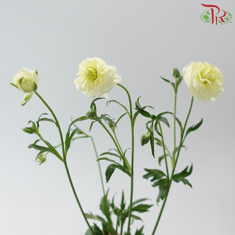 Ranunculus Butterfly - Light Green (9-10 Stems) *Fragile