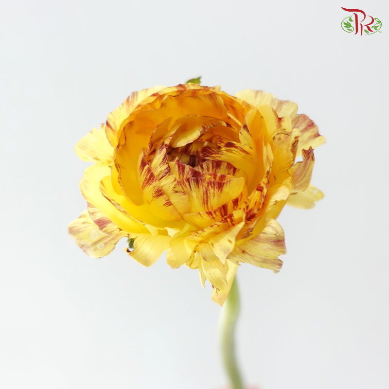 Ranunculus - Rustic Charm (5 Stems) *Fragile