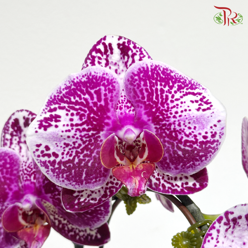 【CNY 2026】Welcoming Spring With Good Tidings《迎春报喜》(Random Choose Orchid Color) (With Pot Color Option)