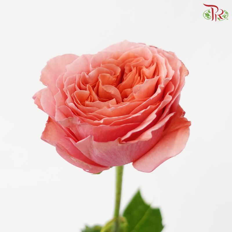 Star Rose - Candy Expression (10 Stems)