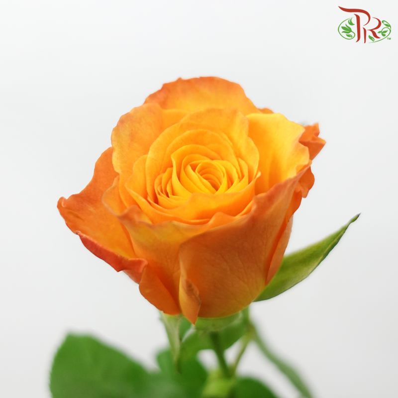 Rose (60cm) - Confidential (10 Stems)