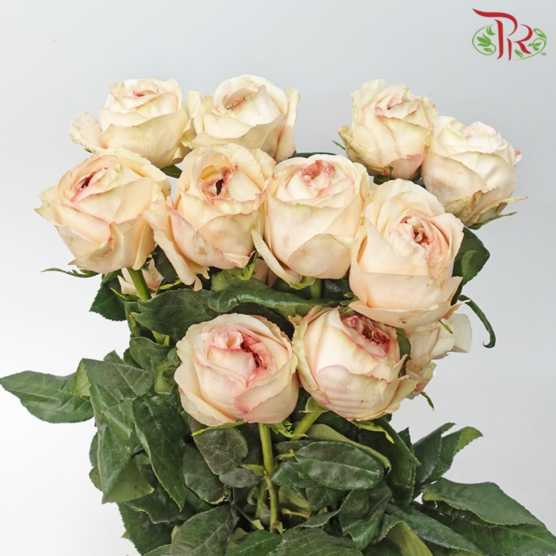 Star (60cm) - Cream X-pression (15 Stems) - Pudu Ria Florist