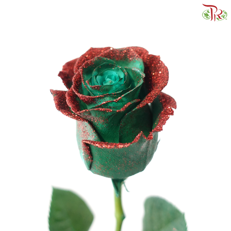 Star Rose - Scarlet Snow (10 Stems)