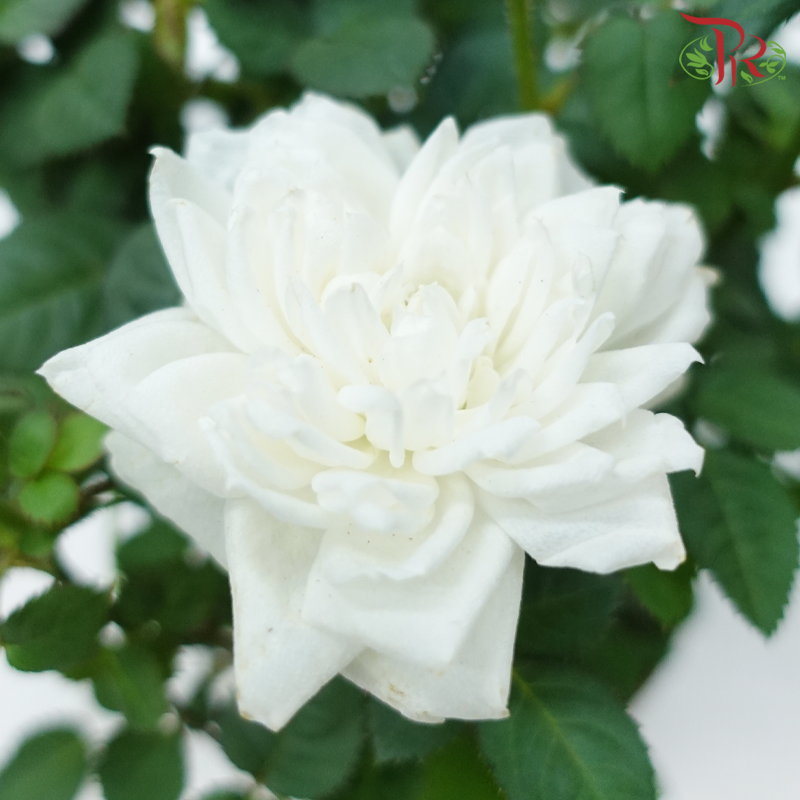 【Gift Series】Rose of Mine 《我的玫瑰》(Rose Plant) (Random Choose Plant Colour)