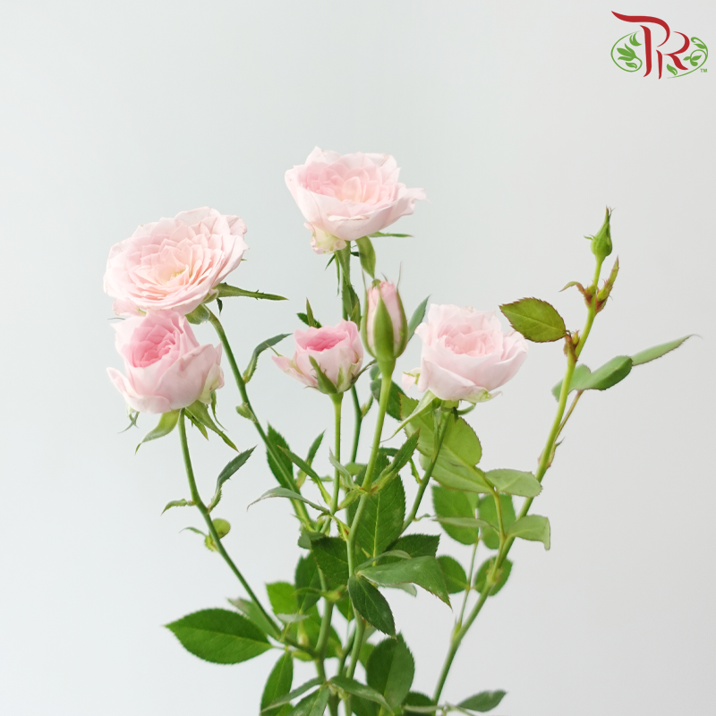 Rose Spray - Perfect Pink Purplish (Per Bunch)