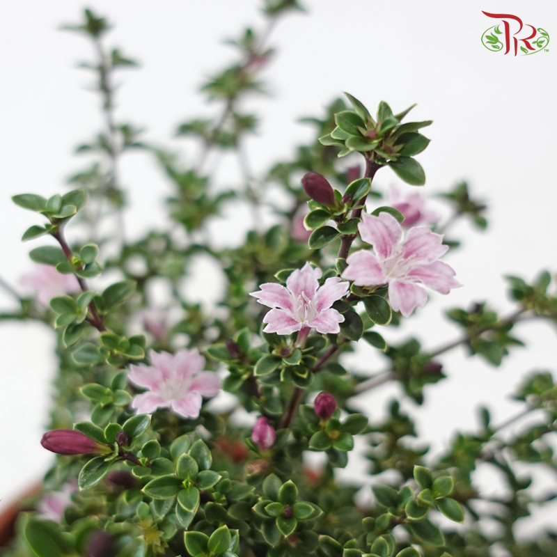 Serissa P120《六月雪》