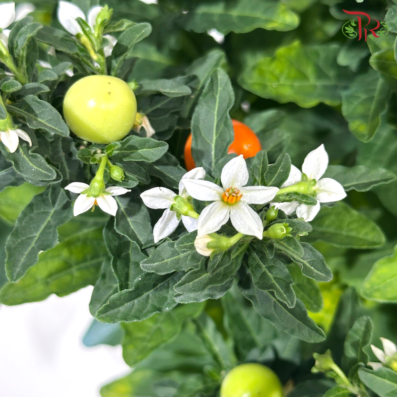 【CNY 2026】Abundant Solanum Fruits, Abundant Blessings《果满福来》