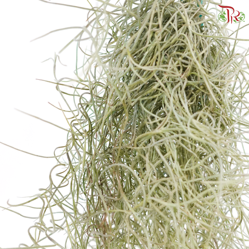 Spanish Moss J01《松萝凤梨》