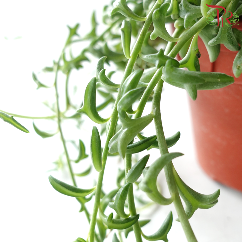 String of Dolphins P120《海豚弦月》