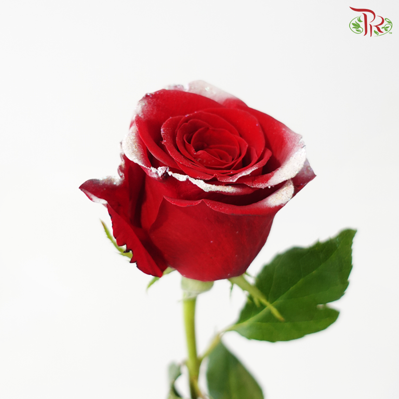 Star Rose - Christmas 8 (10 Stems)