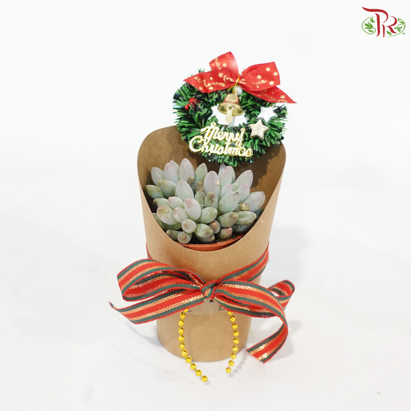 Merry Succu-Christmas P85/P55 (Succulent Plant) (Random Choose Plant & Deco) (With Size Options)