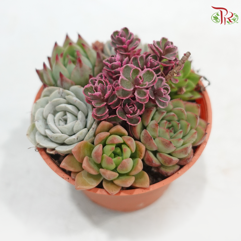 Succulent Mix P80《多肉组合》(Random Choose Succulent)