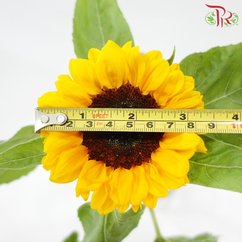 Sunflower Grade A - (5 Stems)