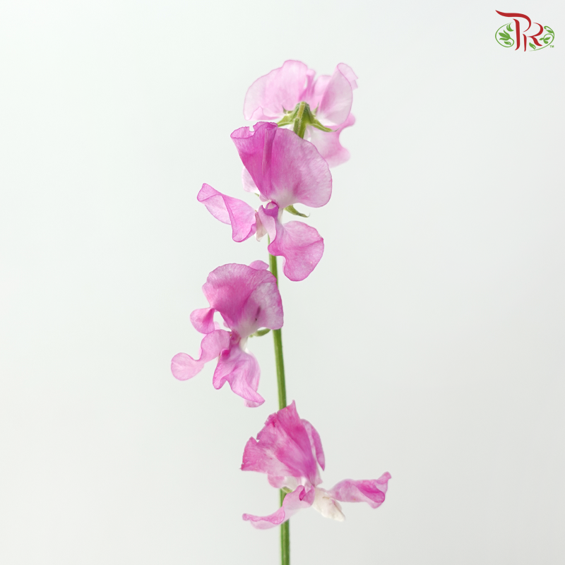 Sweet Pea - Cherry Purple (5 Stems)
