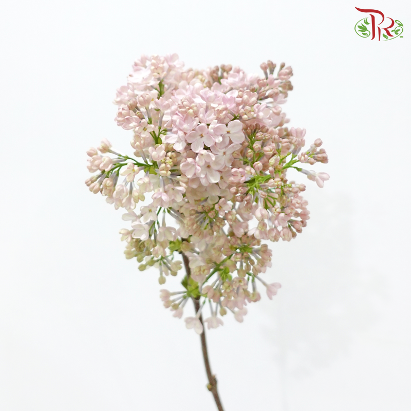 Syringa Bicolour Pink & White (2 Stems) Pudu Ria Florist