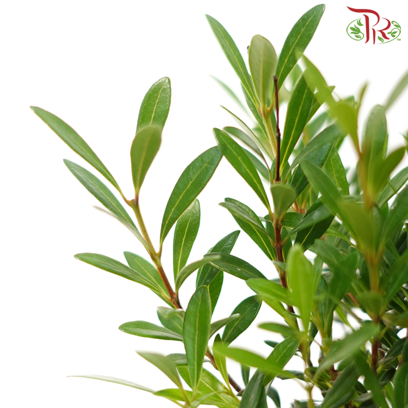 Syzygium Ball《小叶赤楠》