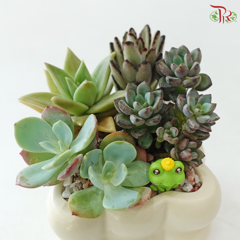 【Gift Series】 You’re Succulent-ly the Best! (Random Choose Succulent Plant & Gardening Miniature)