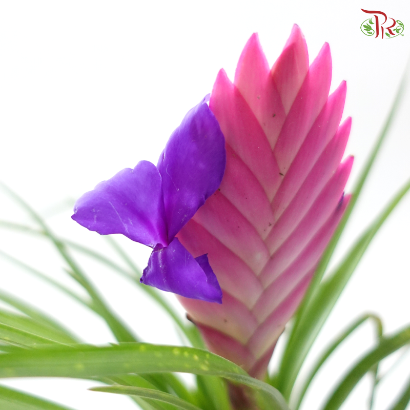 Tillandsia Cyanea Mini《紫花凤梨》- NL