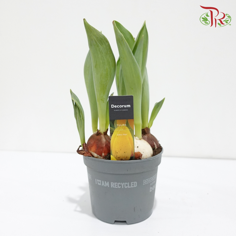 Tulipa Mix 郁金香