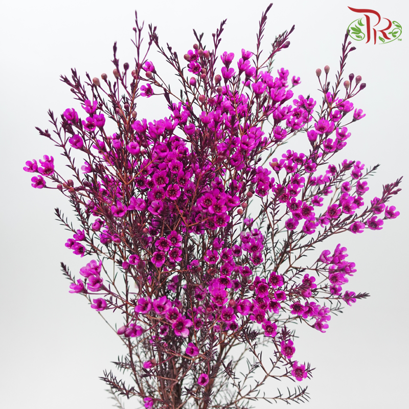 Wax Flower - Cherry Pink (Per Bunch)