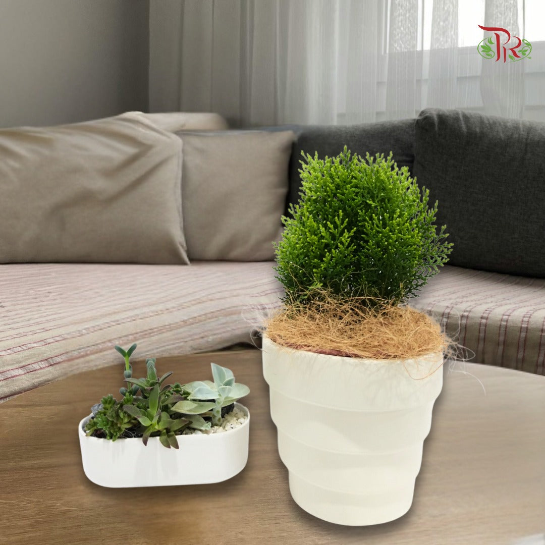 Platycladus Orientalis Thuja P150《扁柏》