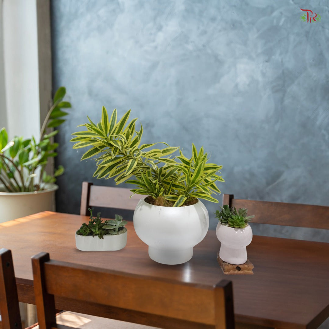 Dracaena Reflexa P140《百合竹》