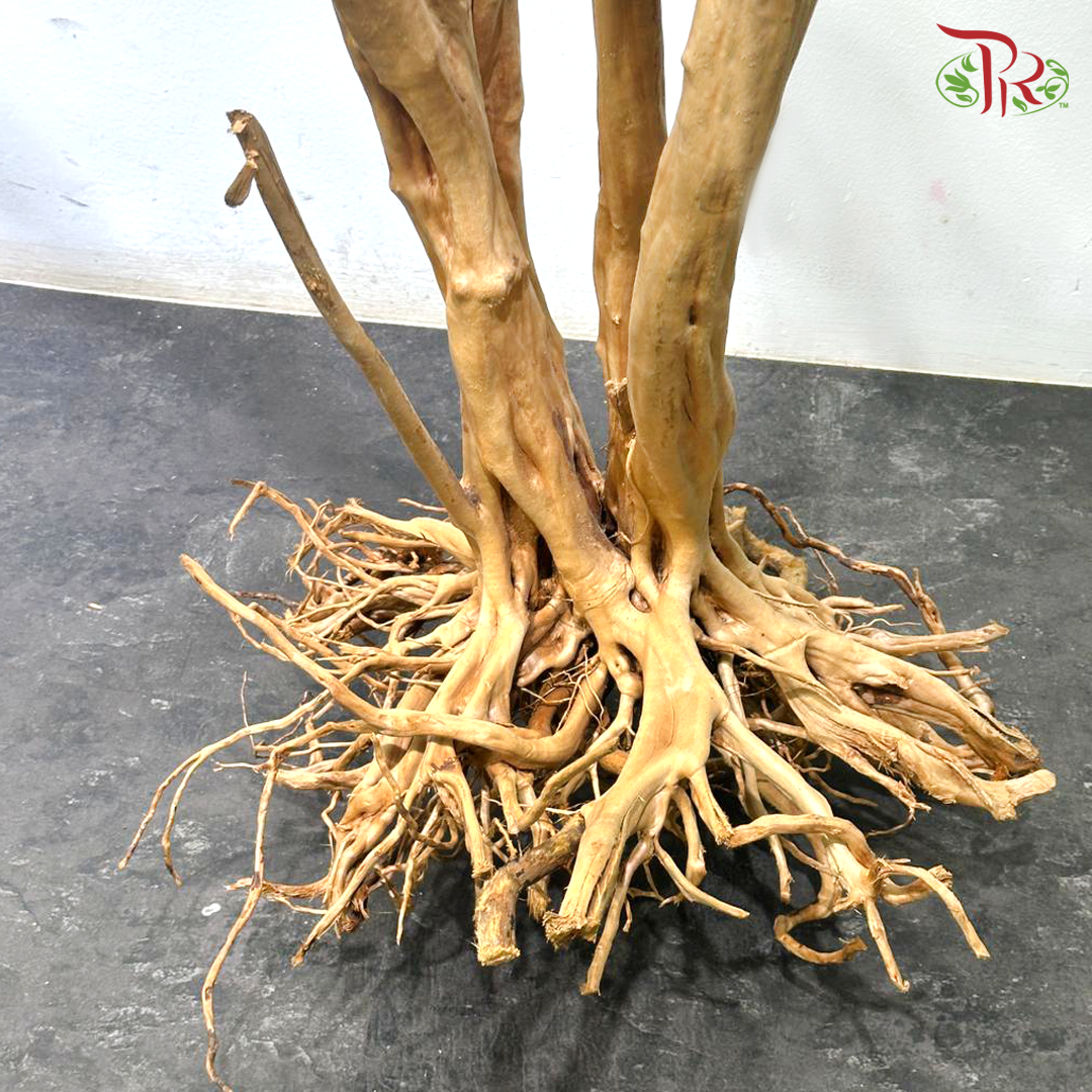 Rhododendron《杜鹃树》1KG