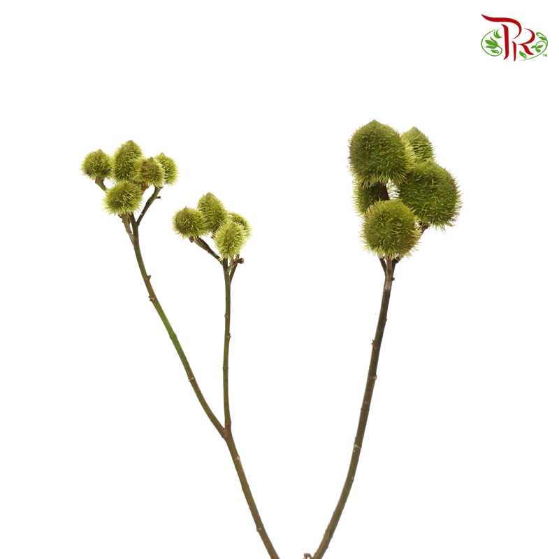 Achiote - Green(5 Stems)-Green-Kenya-prflorist.com.my